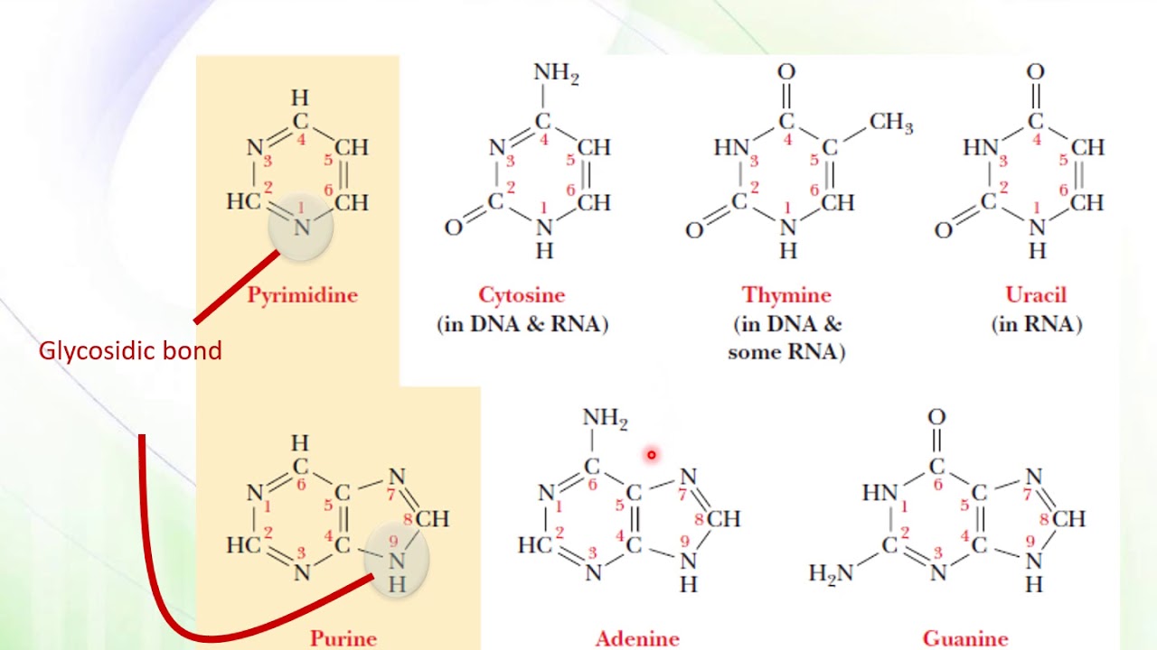 BioM Molecular Biology 2019 2020 part 1 DNA structure