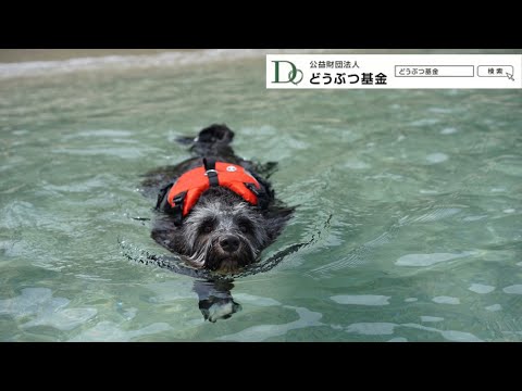 保護犬ジオ からのプレゼント（ビアデッドコリーmix）