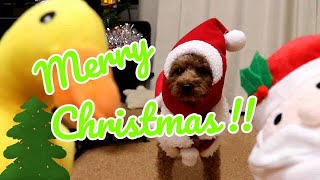 犬とクリスマスパーティ！プレゼントを愛犬トイプードルは喜んでくれるか！？
