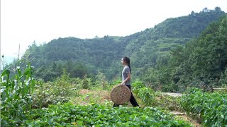 貧瘠的土地，壹把紅豆種子，185天後它給了我驚喜