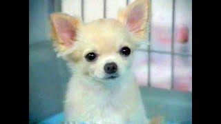 2002年12月 テレビＣＭ詰合せ（金融）
