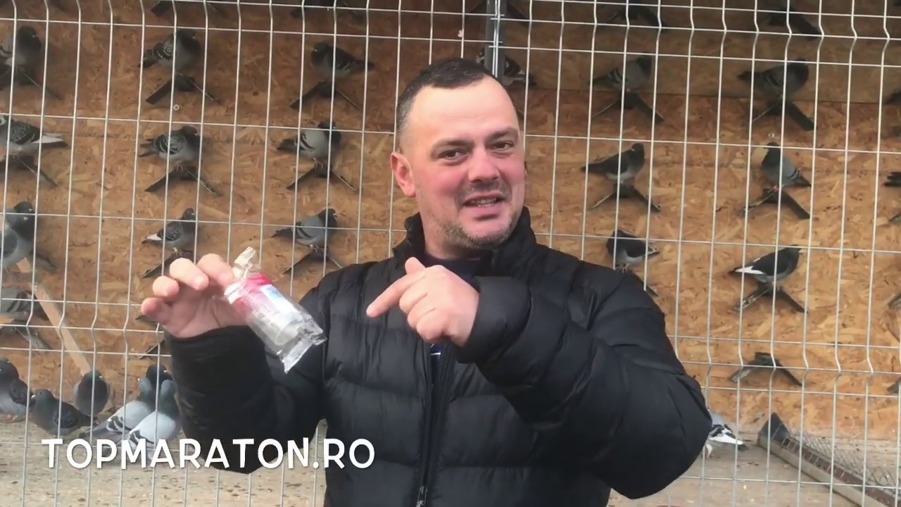 EXPERIMENT in PREMIERA despre transmiterea bolilor la porumbei