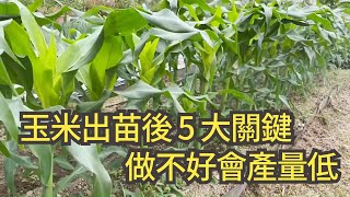 玉米出苗後生長期的種植管理重點，施肥、澆水、間苗、剪側芽、防蟲的知識一一分享 | 阿星種植