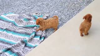 Toy Poodle Puppies For Sale
