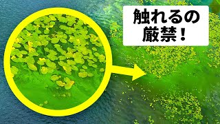 緑の泡を見たら逃げ出せ？！危険な海の生物集