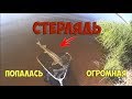 Огромная стерлядь. Попробуй поймай такую. Ловля стерляди на донки. Рыбалка сплавом.