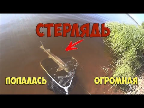рыбалка в актюбинской области на сома