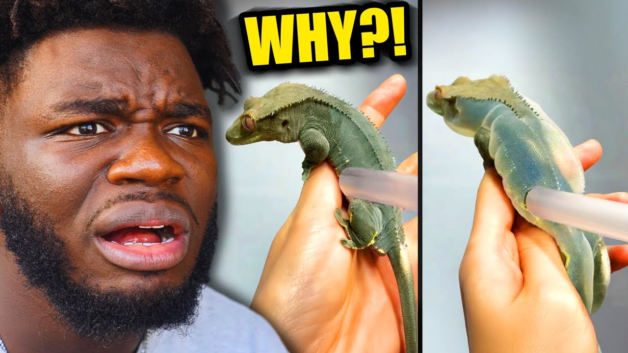 Он взорвал свою домашнюю ящерицу