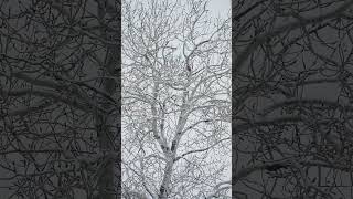 Stock Video - Vertical view of snow falling in snow motion in front of aspen tree