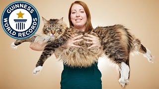 Longest cat - Guinness World Records