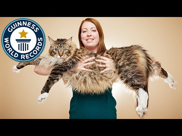 ギネス認定を受けた世界一長い猫 長さはなんと118センチ Petomorrow ギネス認定を受けた世界一長い猫 長さはなんと118センチ Petomorrow
