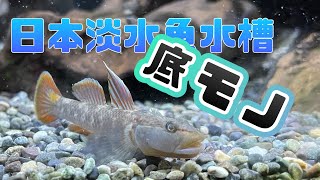 日本淡水魚水槽　底モノ特集。飼育している底モノたち。病みつきになる可愛らしさ、ずっとみてられる。