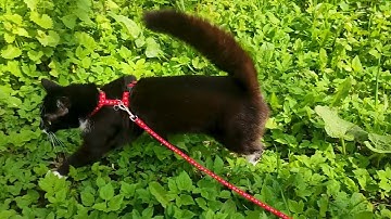 Tuxedo Cat On a Leash