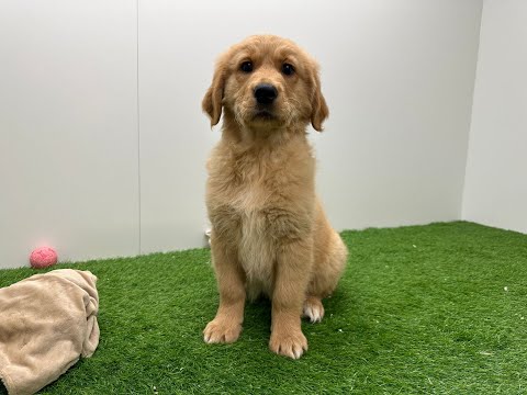 Video Golden Retriever