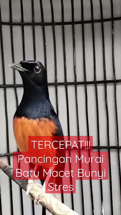 TERCEPAT!!! Pancingan Murai Batu Macet Bunyi Stres#muraigacor #muraibatugacor