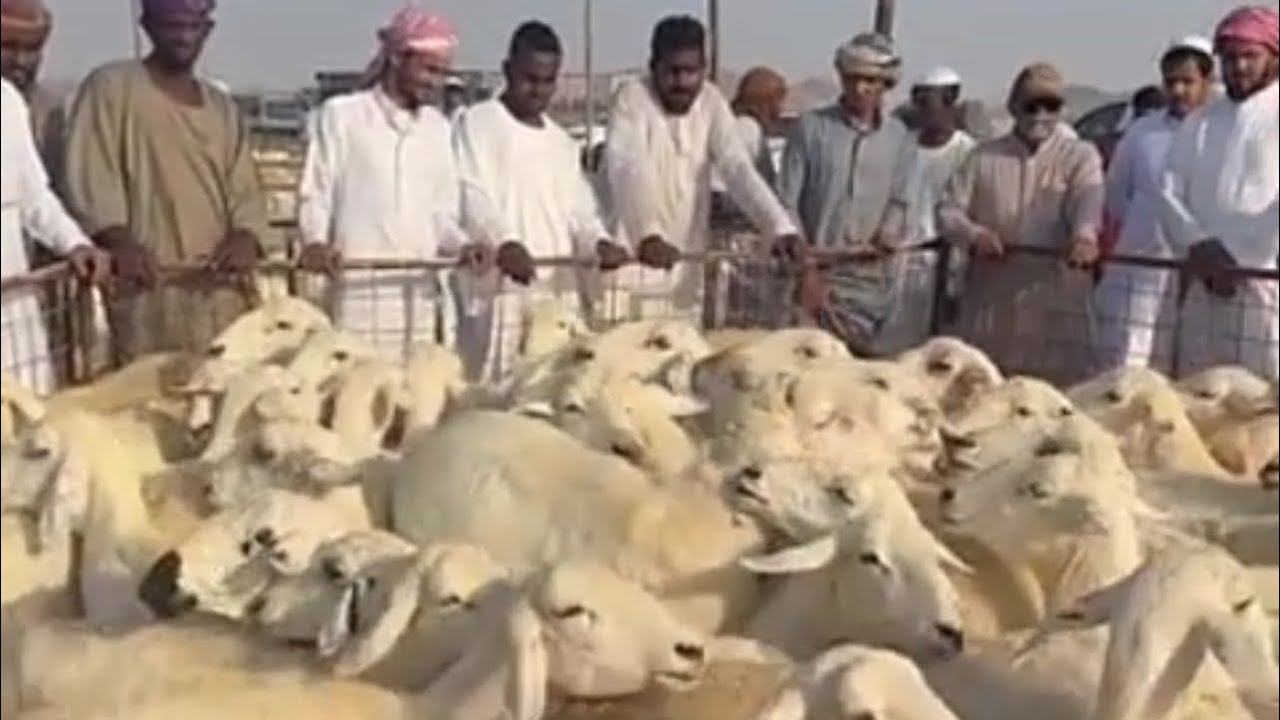 مزاد على غنم عددها ٢٥٠ معها ١٠٠ في سوق المنصى بعمق الجمعة ١٤٤٧/٨/١١ بمكة المكرمة  بعد صلاة العصر