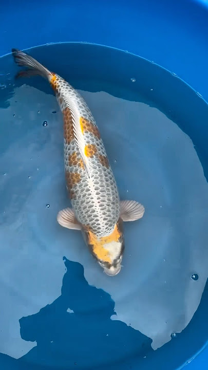 What a beauty! Look at the neat scaling! #koi #nishikigoi #japanese #carp #beautiful #pond #sekaikoi