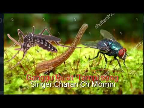 Ganggu Ruat Tampi Full song  Charan Ch Momin