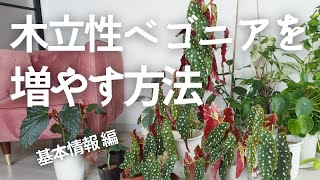 木立性ベゴニアを増やす！ベゴニア・マクラータを例に育て方・冬越しの