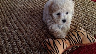 Adorable Maltipoo Pups For Sale In Ocala Florida - Michelines Pups