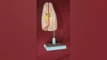 Human Lungs Model Available On IndiaMART 