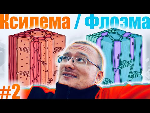 Ксилема и Флоэма | Строение и функции 🌱 Понятный разбор