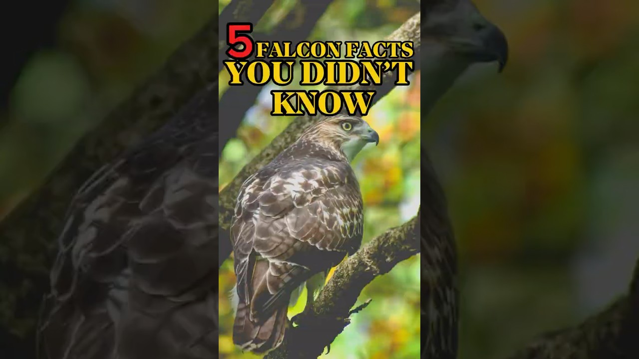 5 FALCON FACTS YOU DIDN’T KNOW‼️