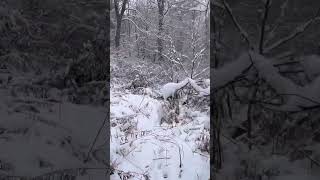 Over The Gulley Bridge Into The Snowy Woods by mariawulf 367 views 2 months ago 1 minute, 5 seconds