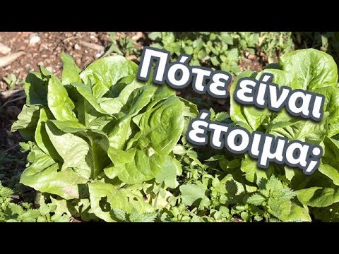 Βίντεο: Salsola Soda Πληροφορίες: Πώς να καλλιεργήσετε φυτά Agretti