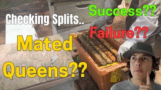 4 Splits from 1 Colony: Are The Queens Mated?? (Beekeeping)