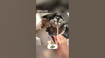 تخيل صقر يربي أولاده على شرفة بيتك وهذا ما حدث 