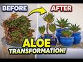 Aloe Vera Transformation 🌱 From Mess to Bonsai Style Plants