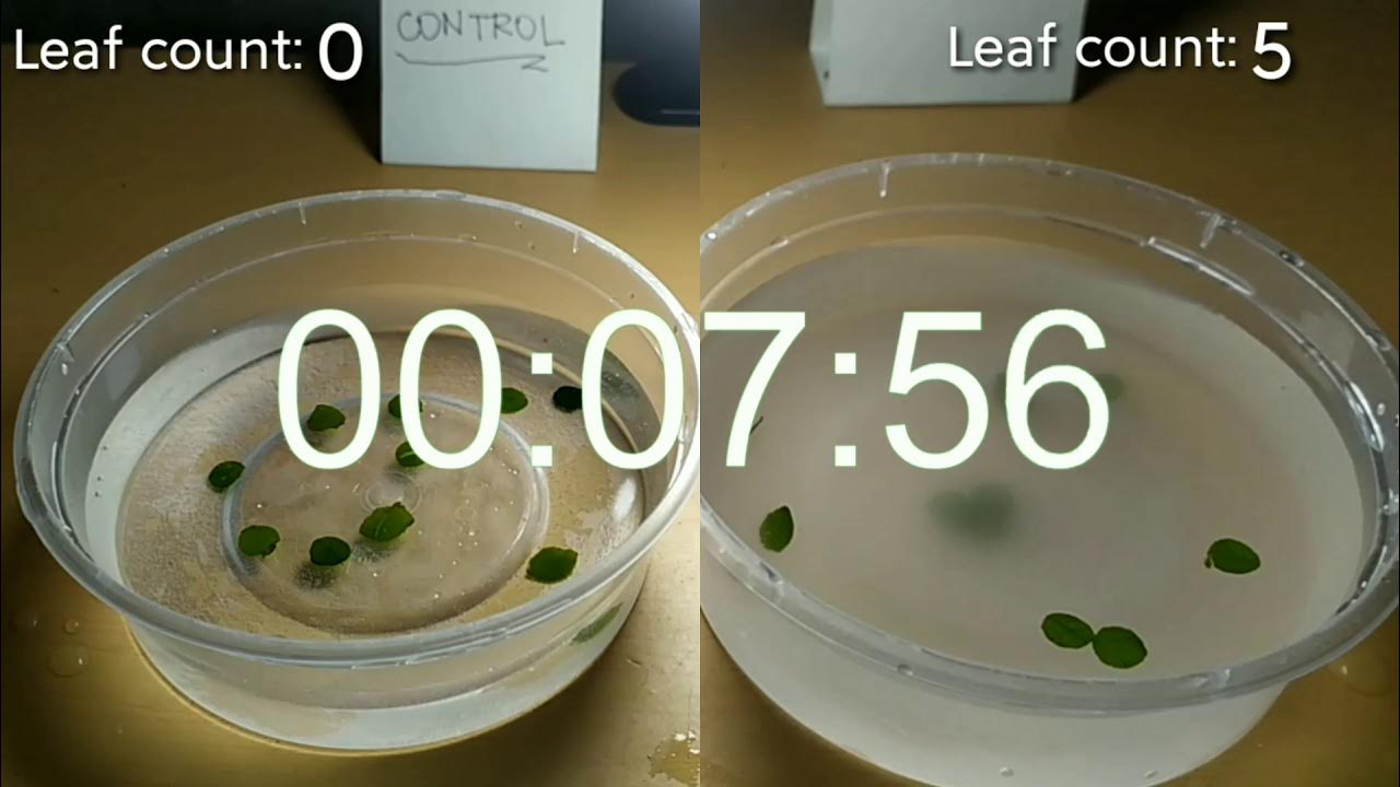 Floating Leaf Disks Experiment YouTube