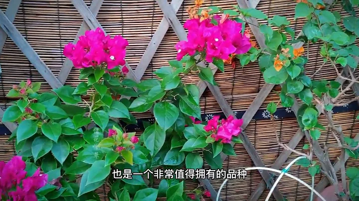 細數哪些讓我淘汰的三角梅品種有哪些？ - 天天要聞