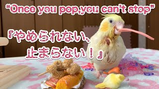 オカメインコおしゃぶりに夢中🍭これ寝ても離したくない😂