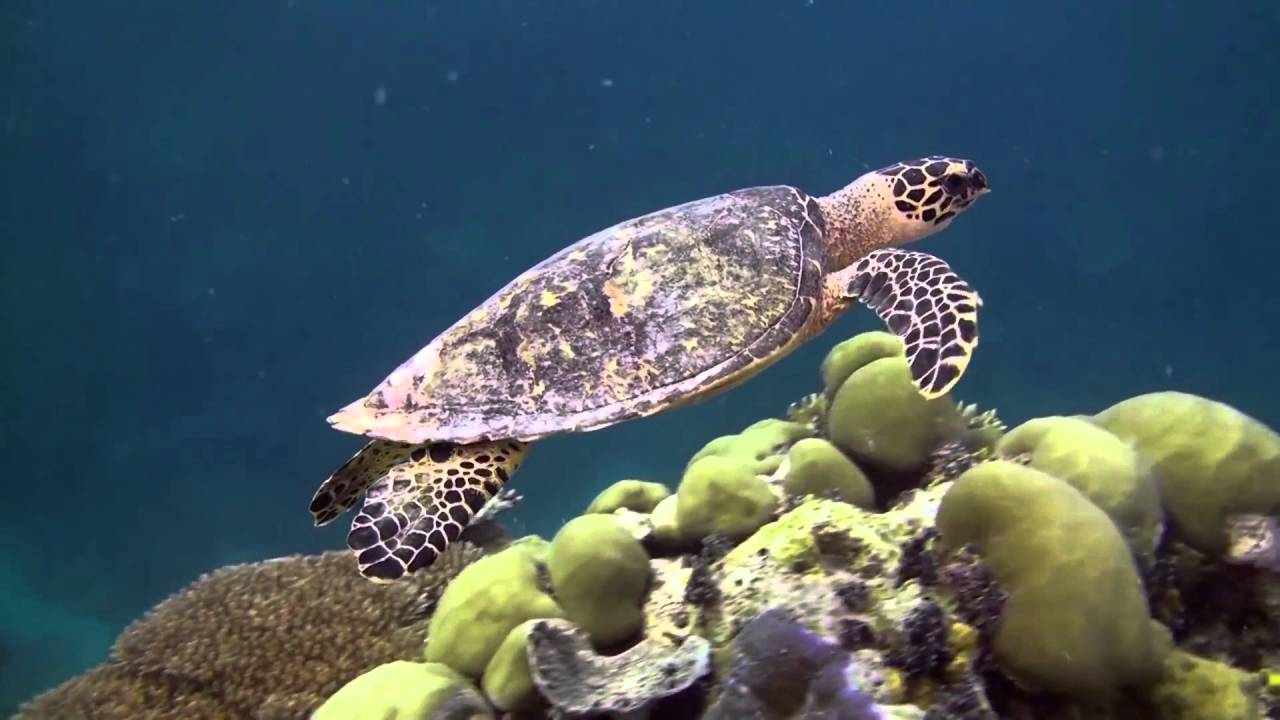 Amazing nature - ocean - YouTube