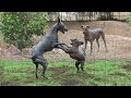 Dog teaches another dog about a hole in the fence  xolo