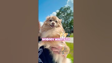 PLEASE Don’t Scroll 💔 #dog #puppy #pets #adoptme #rescuedog #RescueDog #DogLovers #cutedogs