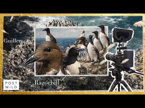 The Auks of Ireland | Guillemots & Razorbills (ASMR Seabird Colony) | POST WILD