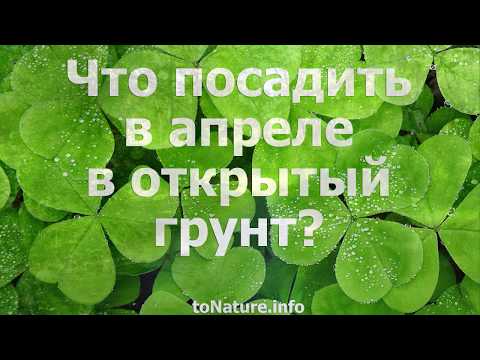 Что посадить в апреле в открытый грунт?