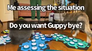 Guppy’s Toxic Trait Is Egging Billi On | BilliSpeaks