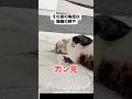 起きとんかい。 #猫 #ねこのいる生活