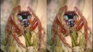 Little Monsters 3D half sbs HSBS (Fulll Version)