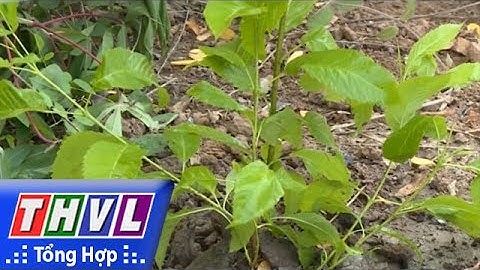 THVL |Tỉnh Đoàn Vĩnh Long triển khai trồng 6.300 cây xanh trong chiến dịch thanh niên tình nguyện