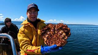 EPIC Northern Vancouver Island Spearfishing Trip- BIG Ling Cod / CRYSTAL Clear Water and KING CRABS!