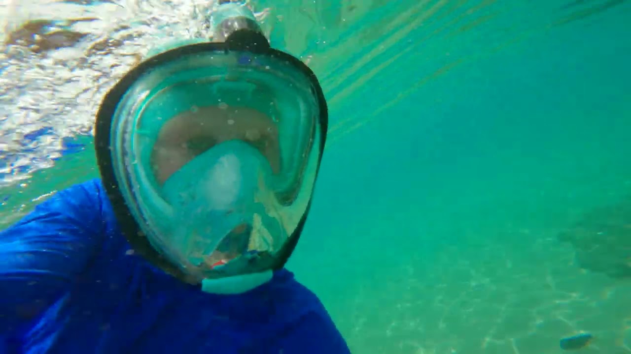 Swimming with sea turtles 🌊