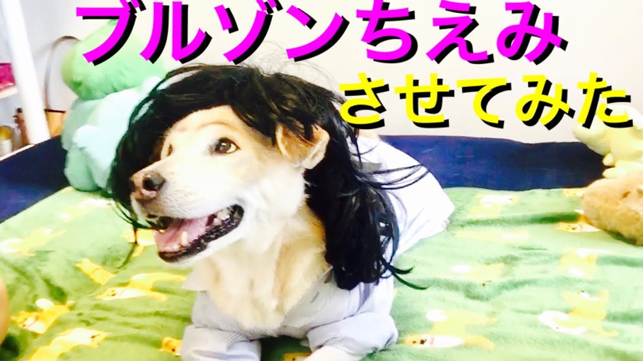 ブルゾンちえみを犬が物まねしてみた ｙｏｕｔｕｂｅブログ
