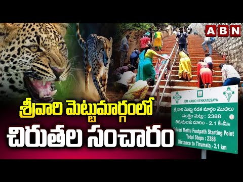 శ్రీవారి మెట్టుమార్గంలో చిరుతల సంచారం | Leopard Spotted At Srivari Mettu Path In Tirumala | ABN - ABNTELUGUTV