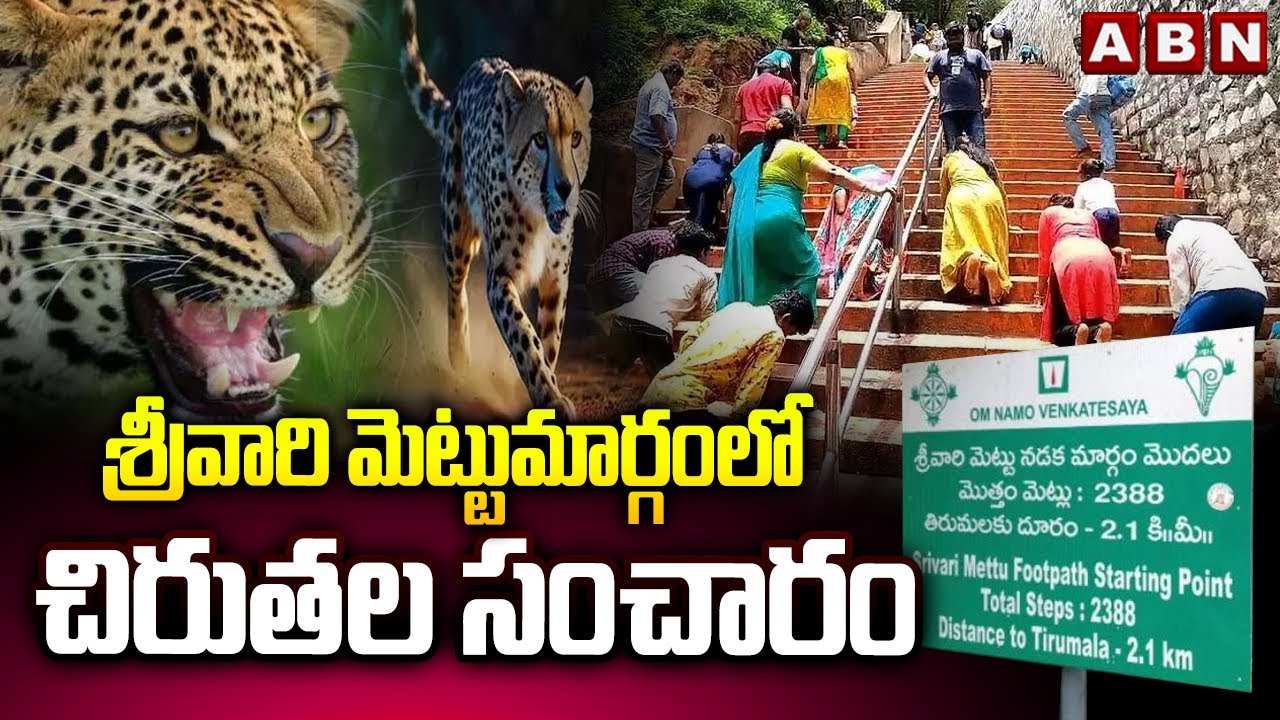 శ్రీవారి మెట్టుమార్గంలో చిరుతల సంచారం | Leopard Spotted At Srivari Mettu Path In Tirumala | ABN