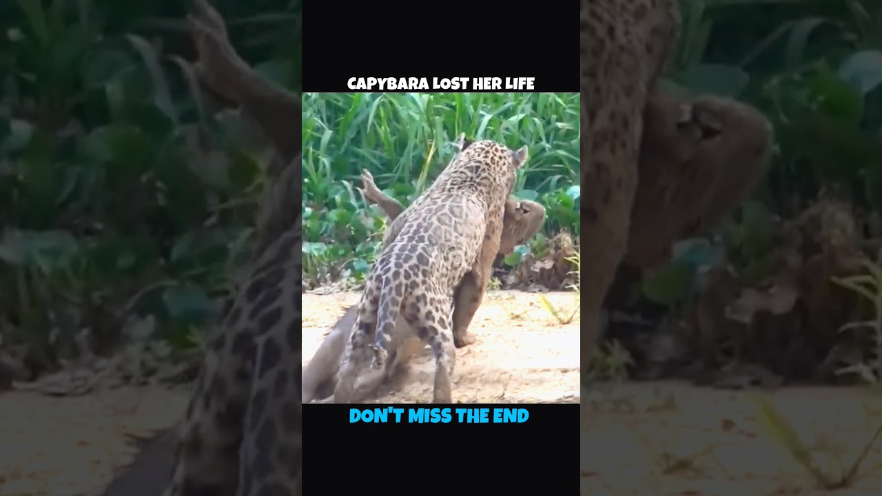 Jaguar V/S Capybara 